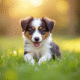 Chiot Australian Shepherd jouant en extérieur en plein soleil